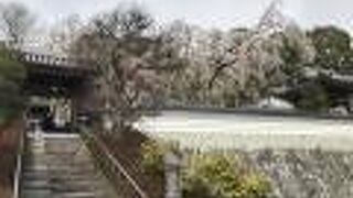 千光寺（津山）：目を見張る枝垂れ桜