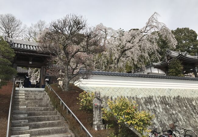 千光寺（津山）：目を見張る枝垂れ桜