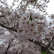 桜が絶景です