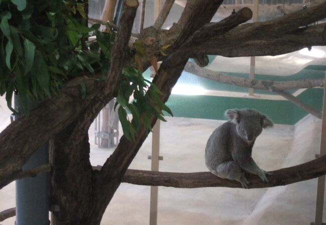神奈川県の動物園 クチコミ人気ランキングtop17 フォートラベル 神奈川県の動物園 クチコミ人気ランキングtop17 フォートラベル