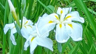 菖蒲が見頃の小石川後楽園・・予約制です