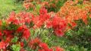 レンゲツツジの群生がすばらしいところでした。