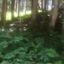 バスから撮ったヒバの原始林です