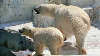 ホッキョクグマの観覧