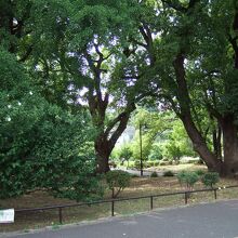都心部ですが緑が濃いです