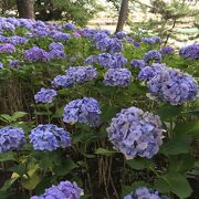 紫陽花が見事な多摩川台公園