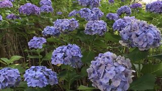 紫陽花が見事な多摩川台公園
