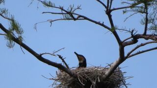 都民の憩いの公園　井の頭恩賜公園