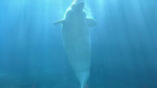 シロイルカに会いたい！そんな一心で訪れたバンクーバー水族館♪