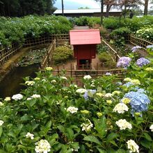 紫陽花はそろそろ見頃です。