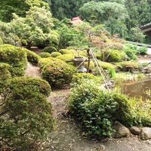 裏庭にのサツキや花菖蒲は終わりでした。