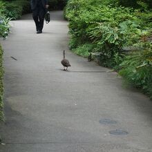 カモの親子がいた