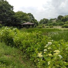 紫陽花が咲き始めていました。