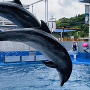 イルカショーや泳ぐ海獣、大水槽も見ごたえあり「うみたまご」