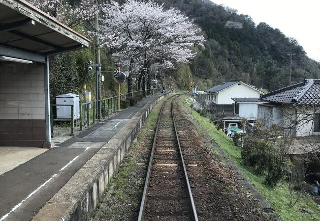 三浦駅（因美線）：桜のトンネルの絶景スポット駅