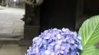 新宿西口すぐの常円寺、ちょっと紫陽花