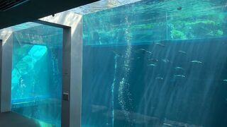 震災から見事に復活した水族館