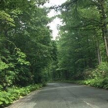 森の中を走っていきます