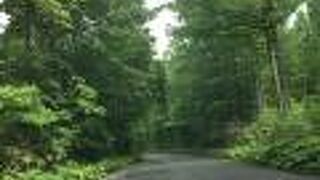 帰りは樹海ラインで変化を