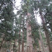 天然記念物の巨木
