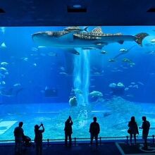 美ら海水族館といえばこの大水槽。