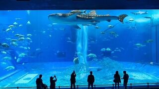 癒される水族館