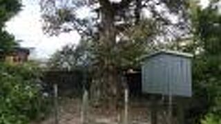 庭の大きな木も見どころです