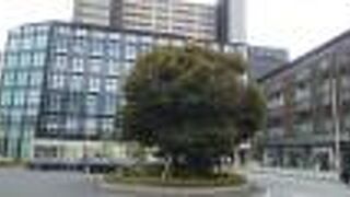 成田の不動の椎