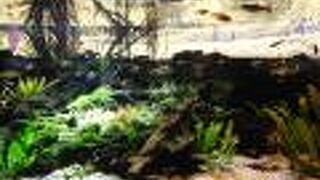 駅近で、アクセスが便利な水族館