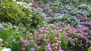 日本一の規模の見事な紫陽花