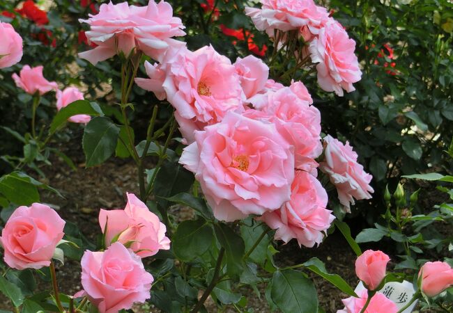 花巻温泉バラ園 クチコミ アクセス 営業時間 花巻 フォートラベル