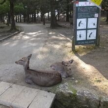 注意書きと鹿