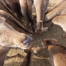 鹿いっぱいの迫力。だれか鹿せんべいを落としたとこ。
