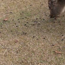 鹿のふんがいっぱい。