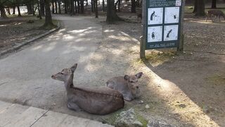 あくまで野生生物
