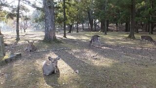 範囲はわかりにくいです。とにかくシカのイメージ。