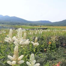 雄国沼湿原 