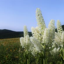 雄国沼 