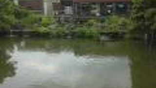 カワセミが来るようです