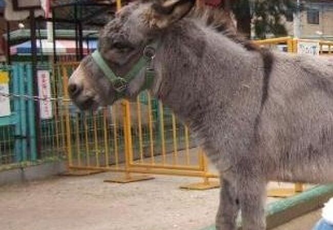 岡山県の動物園 クチコミ人気ランキングtop6 フォートラベル