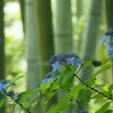 庭園 竹林とあじさい