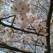 桜の花見の見ごたえがある