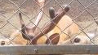 えさのにんじんを買うと、鹿を近くで見られます。