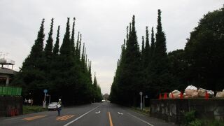 真っ直ぐ一列のいちょう並木は存在感あります。