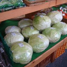 目に止まったジャンボキャベツはデカイ！