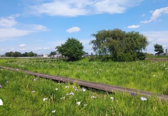 菖蒲城址あやめ園 クチコミ アクセス 営業時間 幸手 久喜 栗橋 フォートラベル