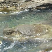 亀石；江の島岩屋の波打ち際に♪ 