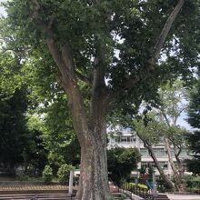 木陰でのんびり～