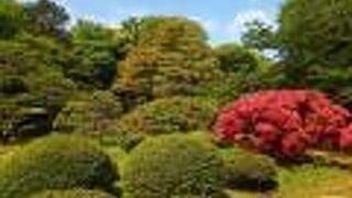 新緑と満開のツツジの花がとてもきれい