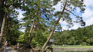 浄土庭園は平安期の遺構